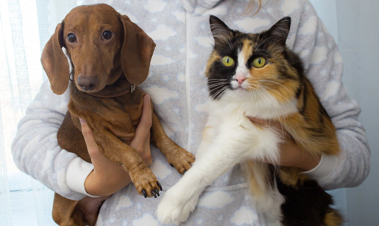 Pets